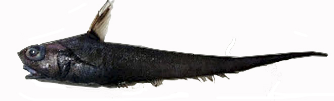 Nezumia spp sclerorhynchus_3322388